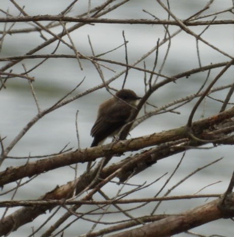 Eastern Phoebe - ML641436252
