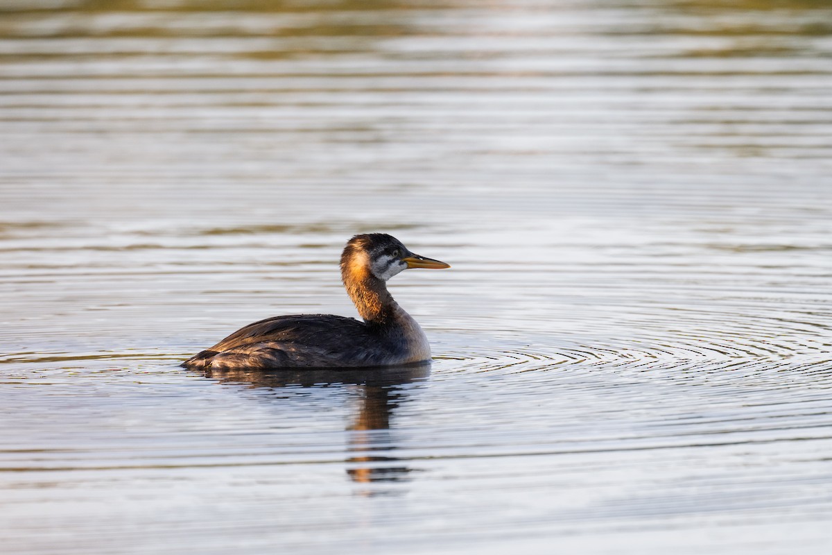 Red-necked Grebe - ML641436254