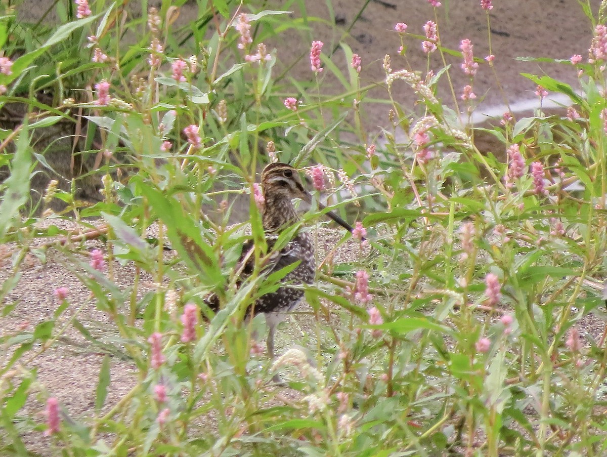 Wilson's Snipe - ML641436256