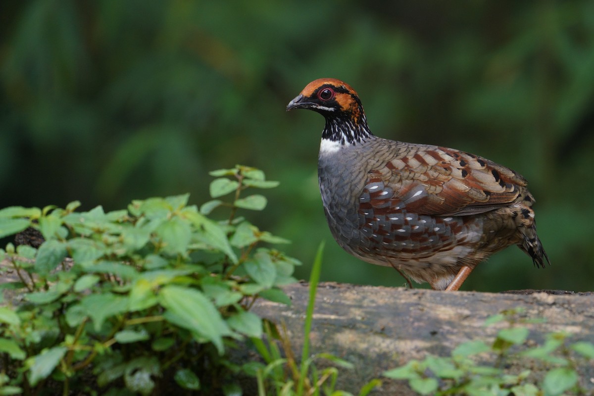 Hill Partridge - ML641436264