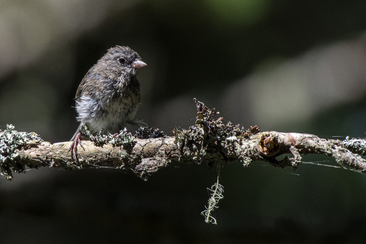 Dark-eyed Junco - ML641436280