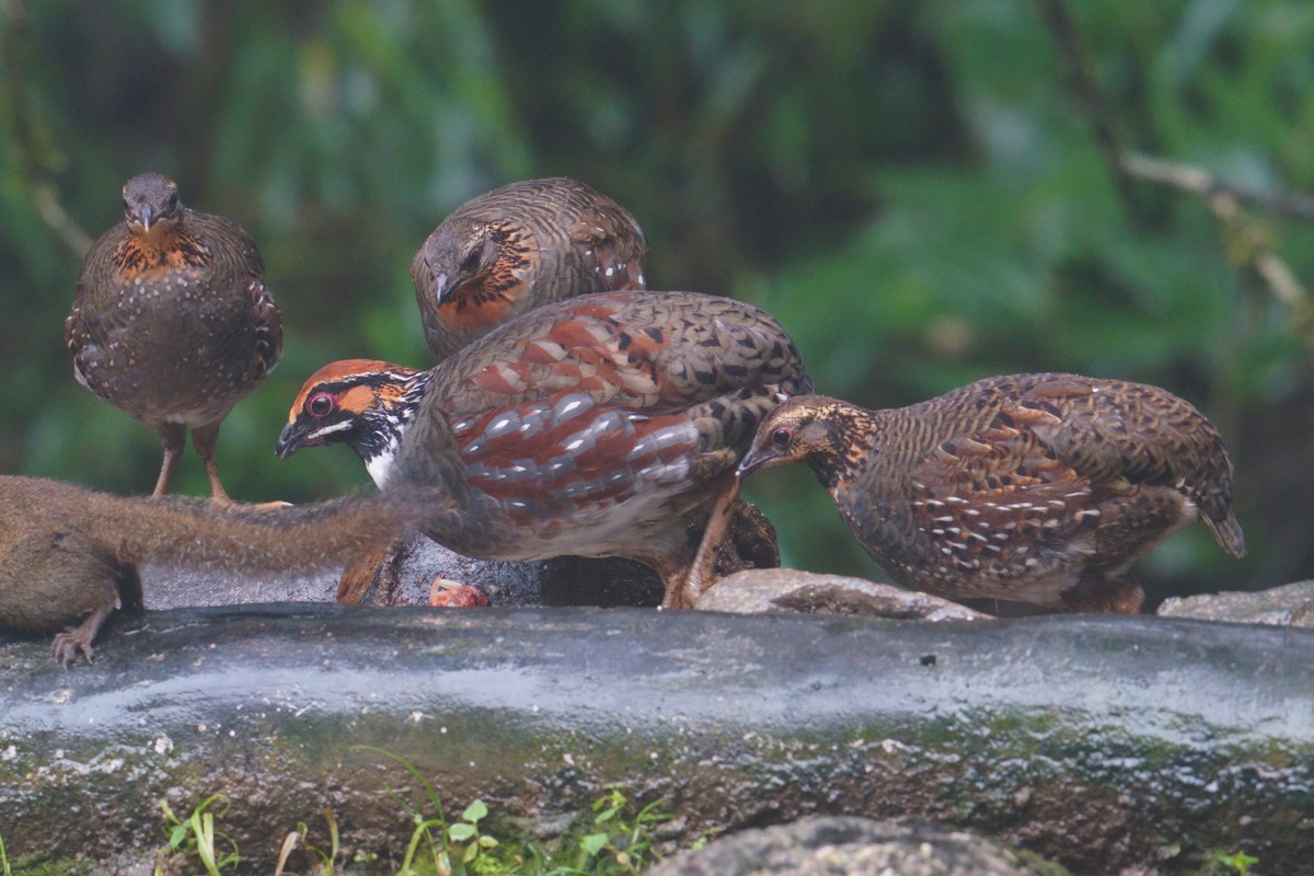 Hill Partridge - ML641436283