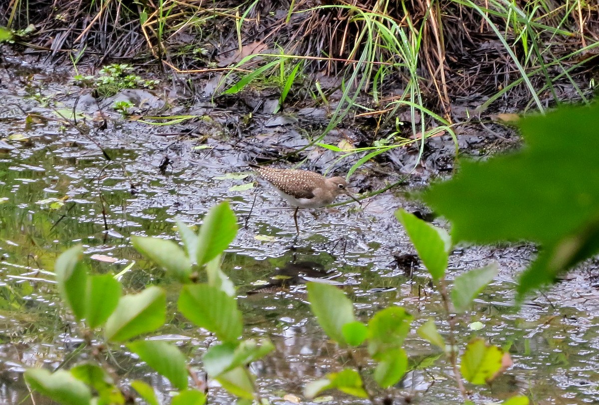 Solitary Sandpiper - ML641436308