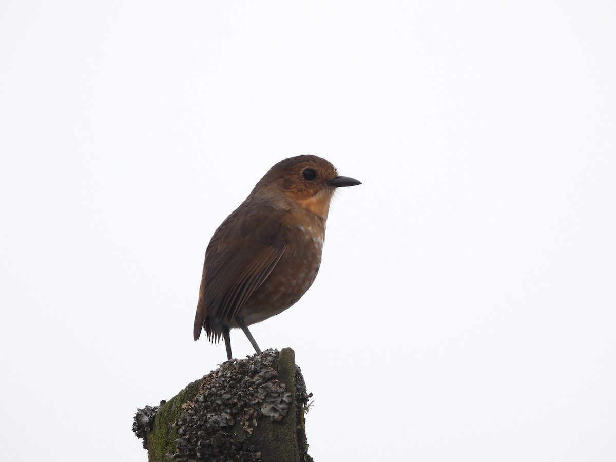 Boyaca Antpitta - ML641436319