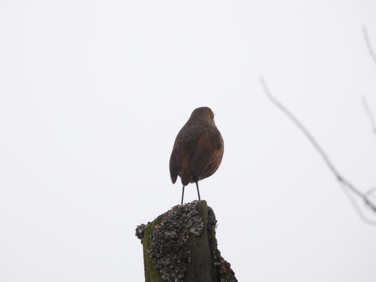Boyaca Antpitta - ML641436320