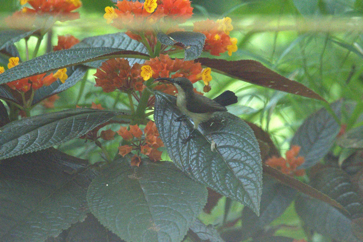 Loten's Sunbird - ML641436324