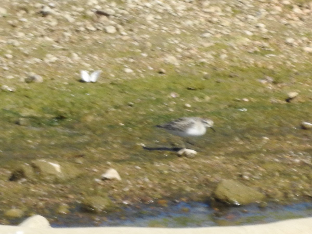 Semipalmated Sandpiper - ML641436327