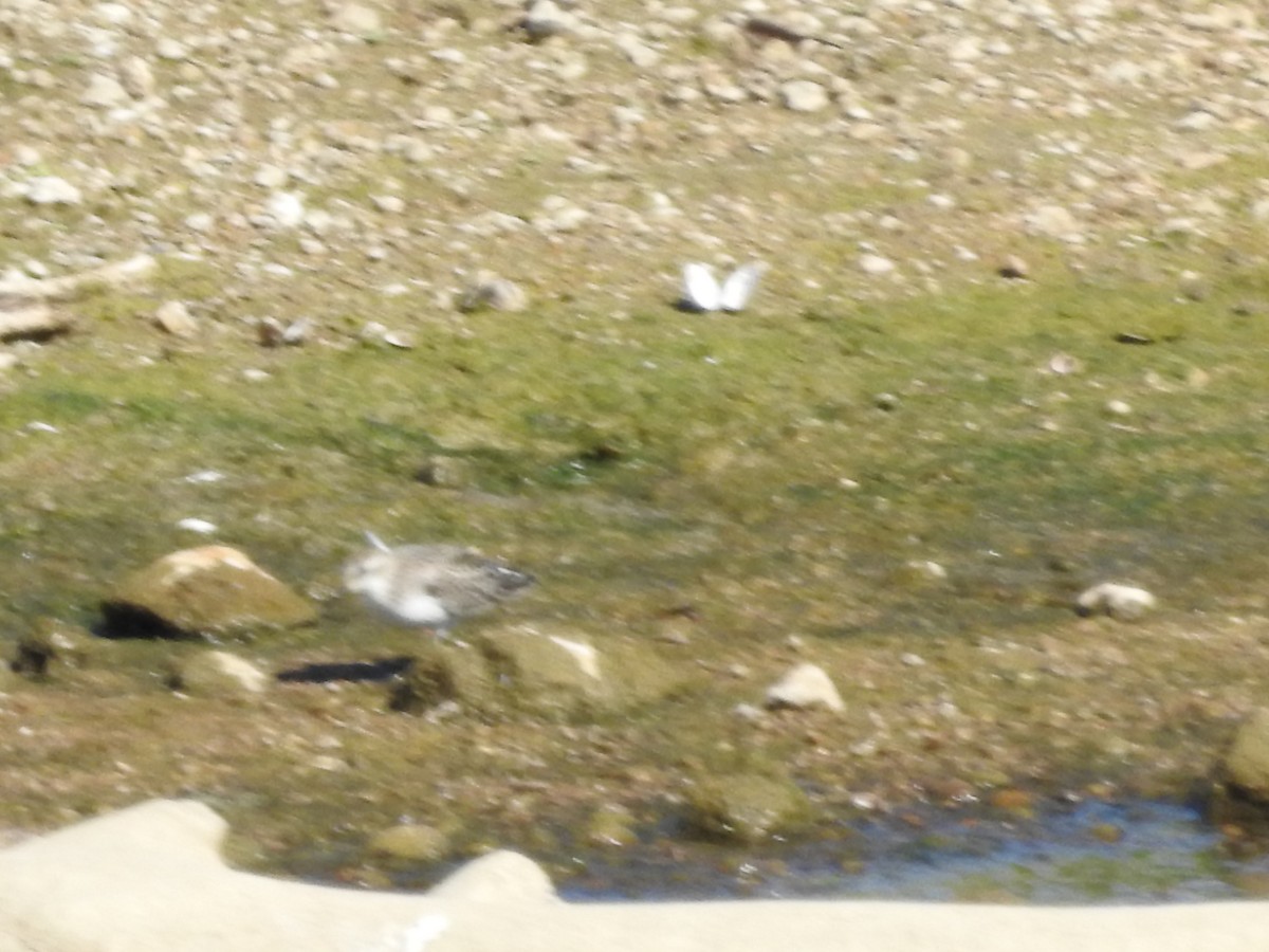 Semipalmated Sandpiper - ML641436328