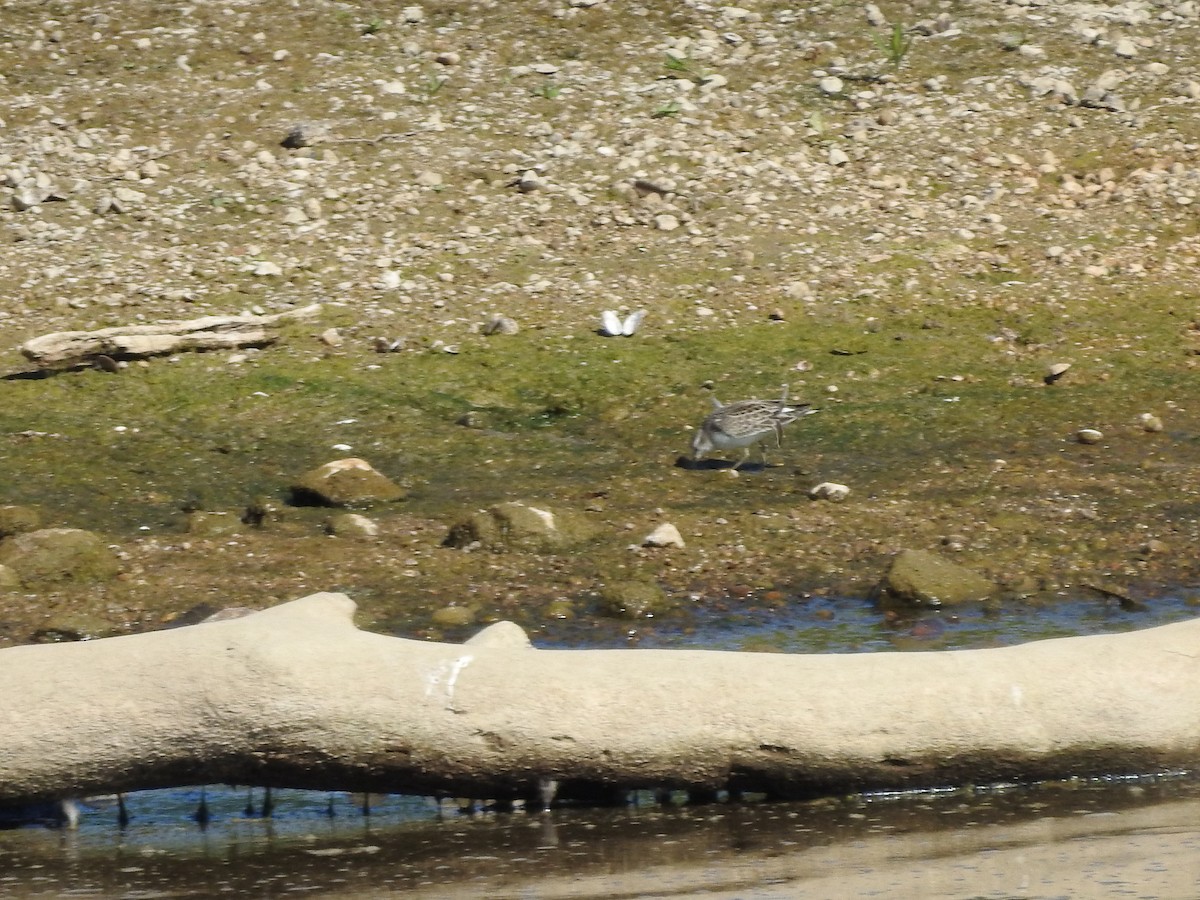 Semipalmated Sandpiper - ML641436329