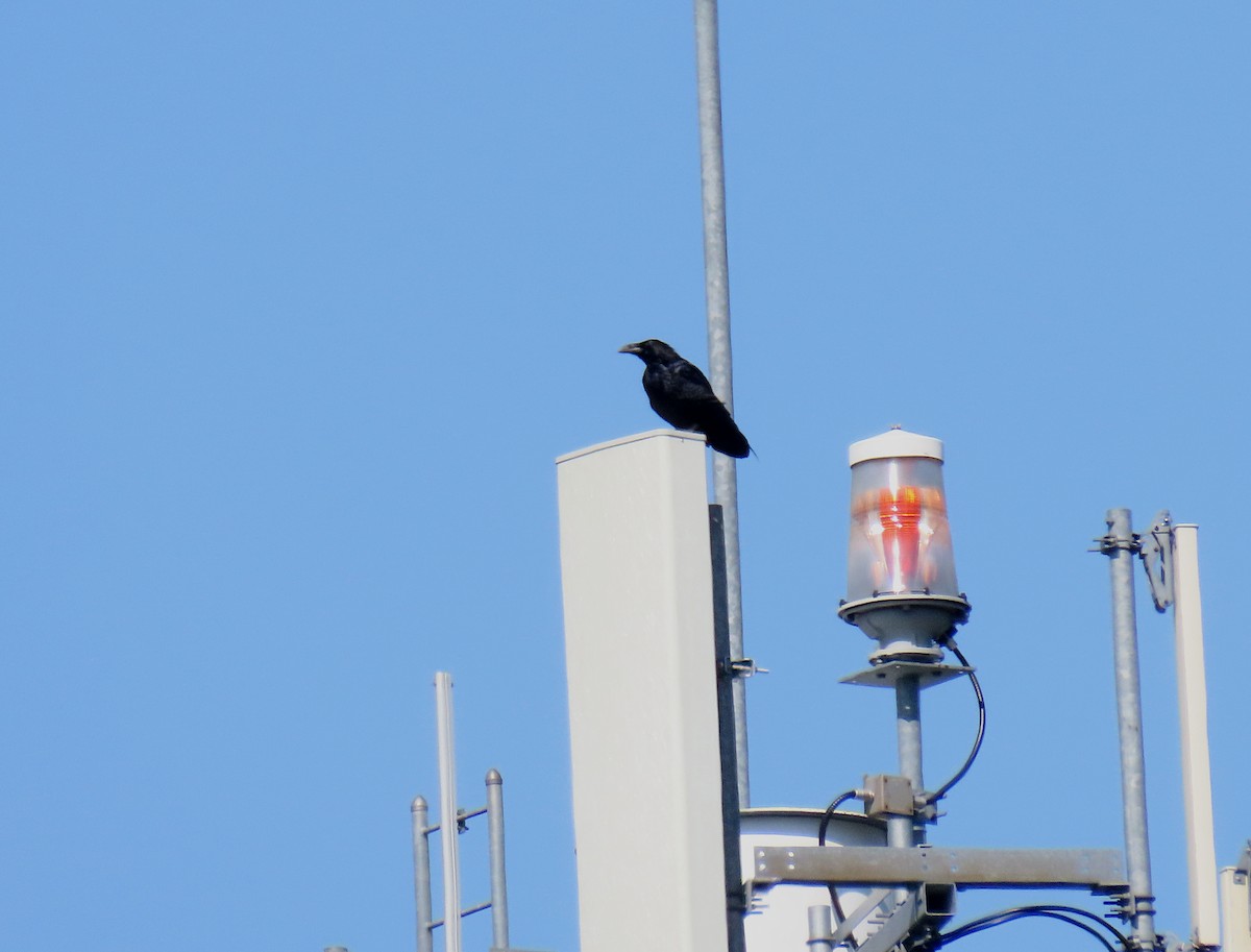 Common Raven - ML641436330