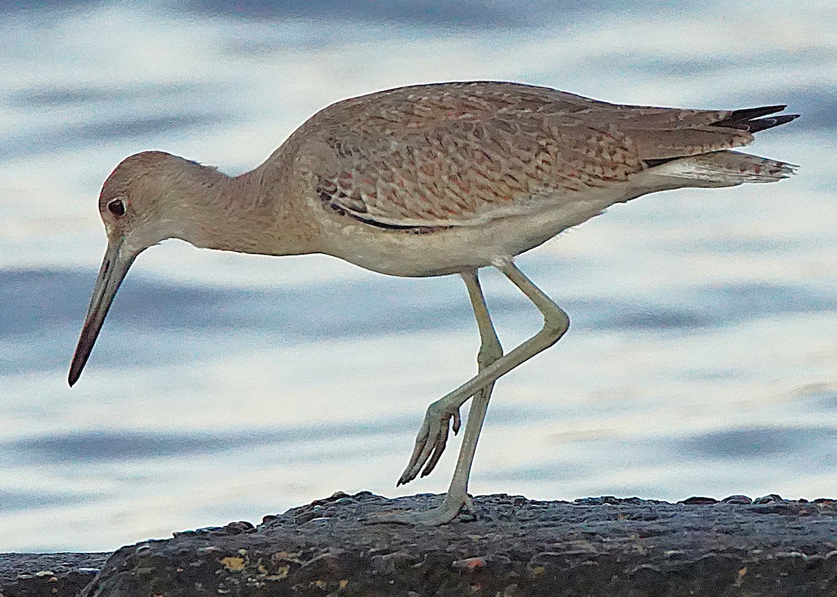 Willet - ML641436331