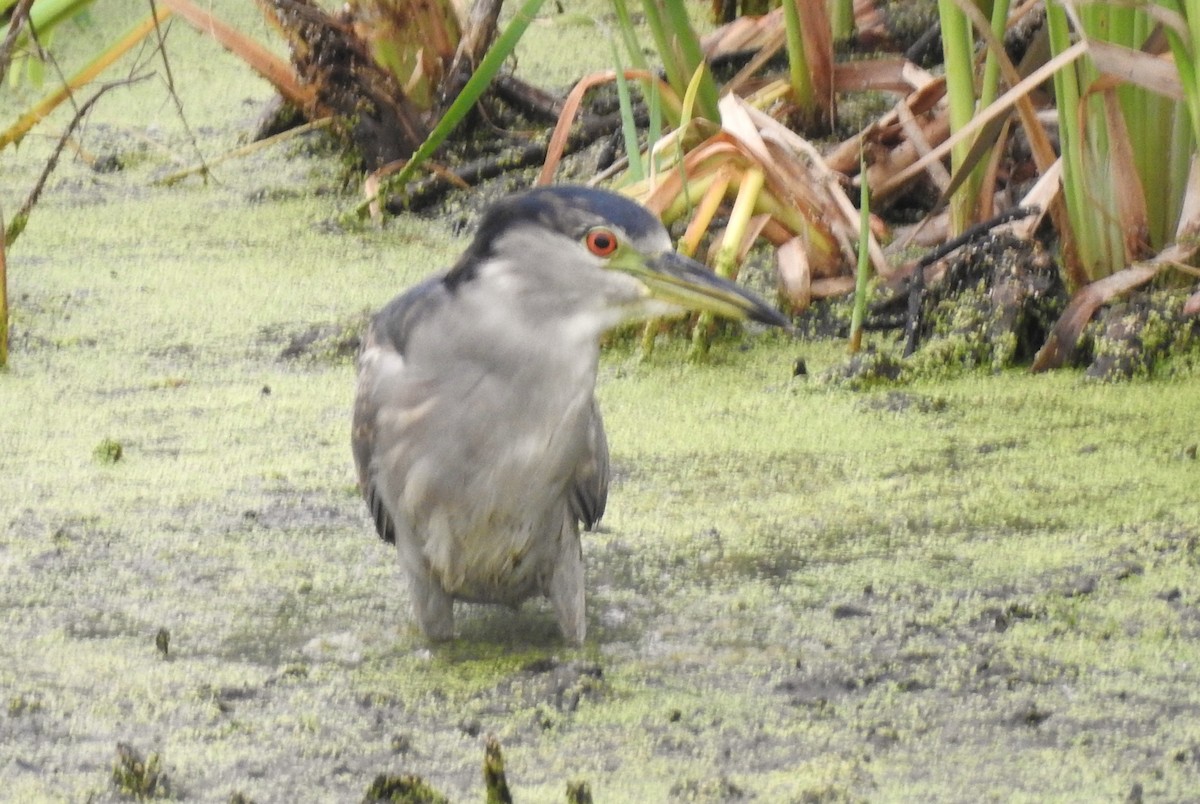 Black-crowned Night Heron - ML641436332