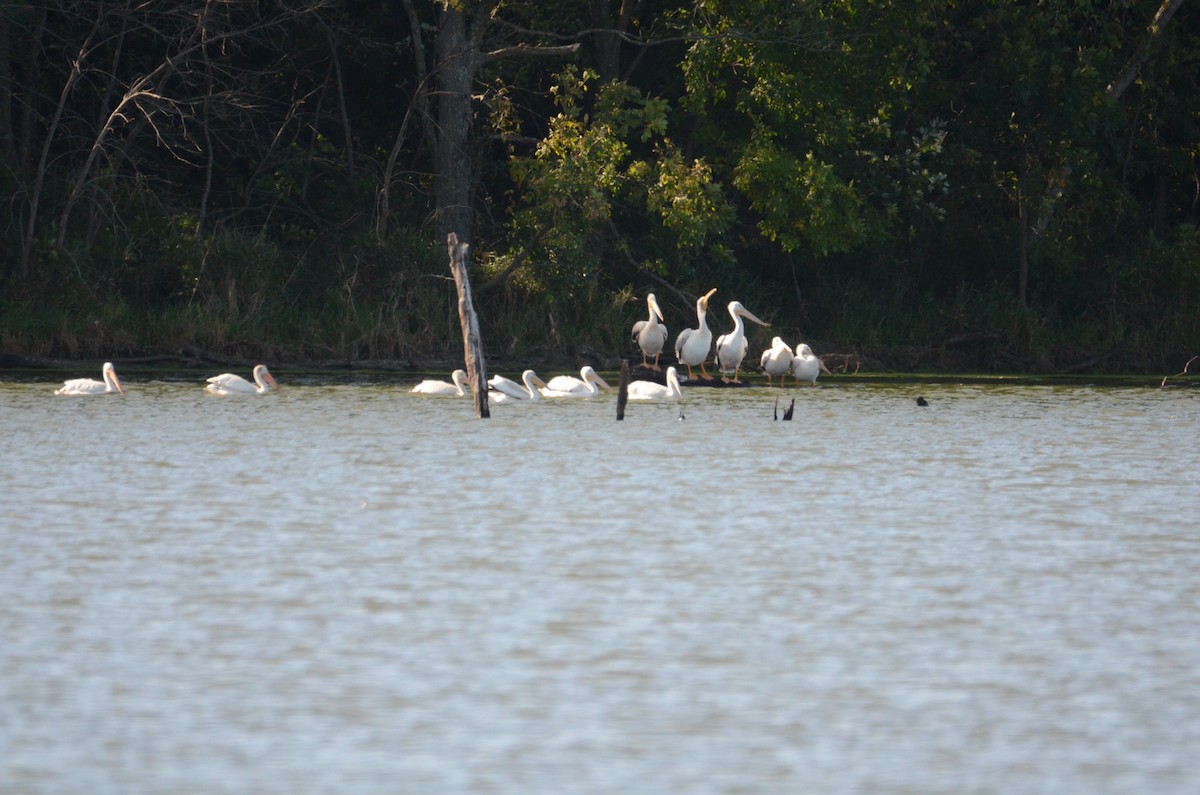American White Pelican - ML641436333