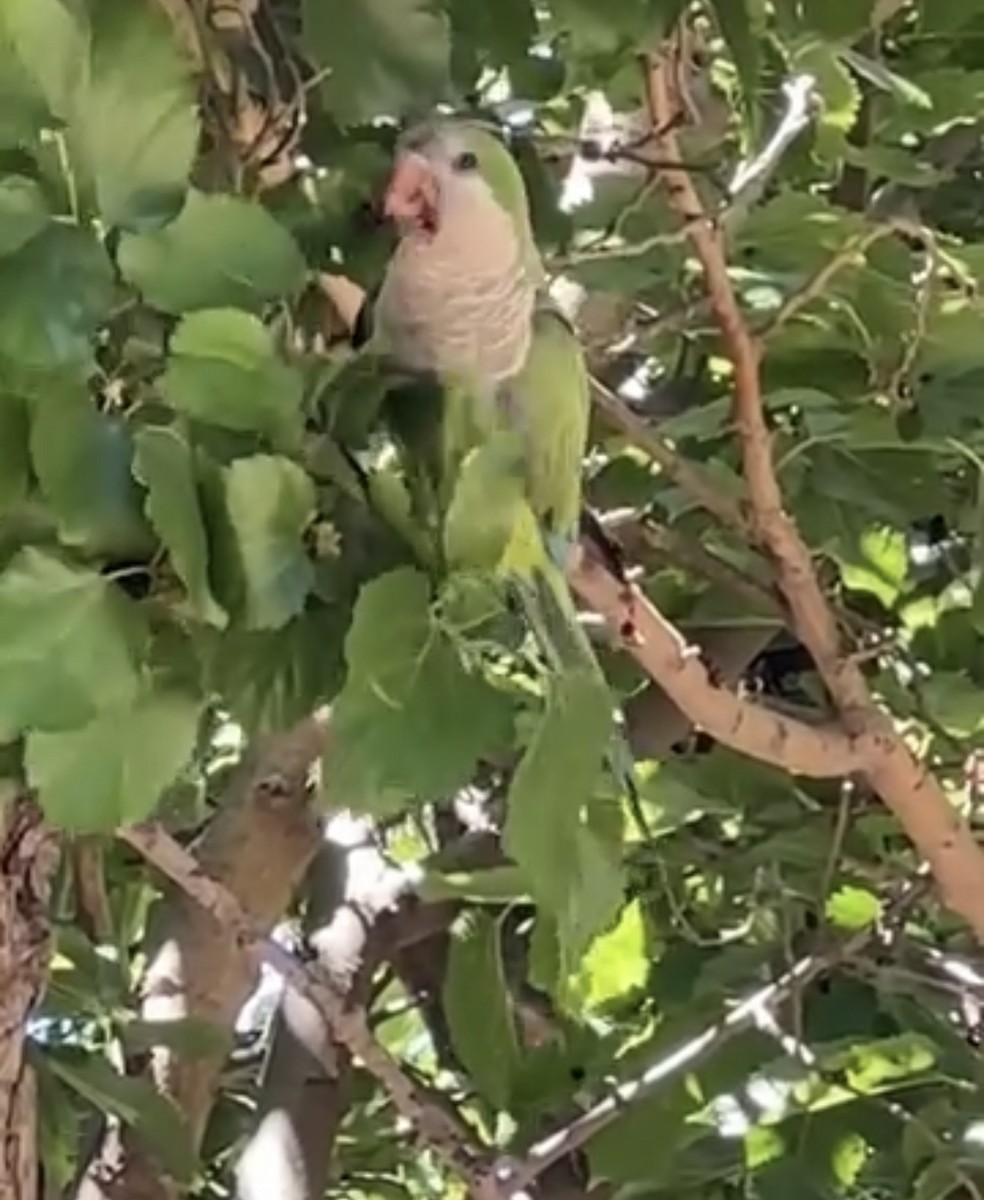 Monk Parakeet - ML641436334