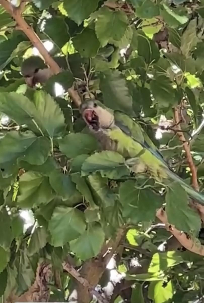 Monk Parakeet - ML641436335
