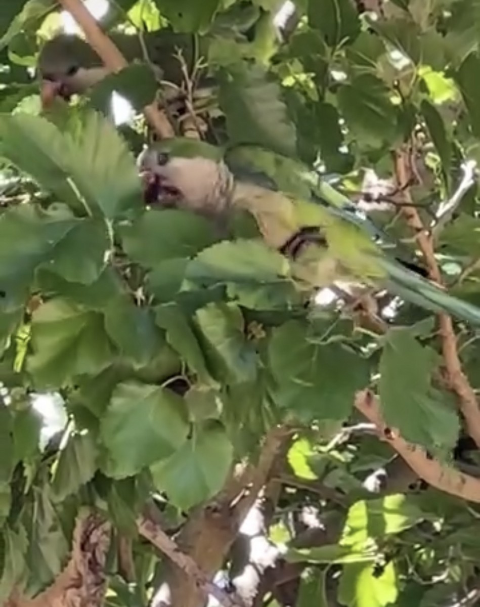 Monk Parakeet - ML641436336