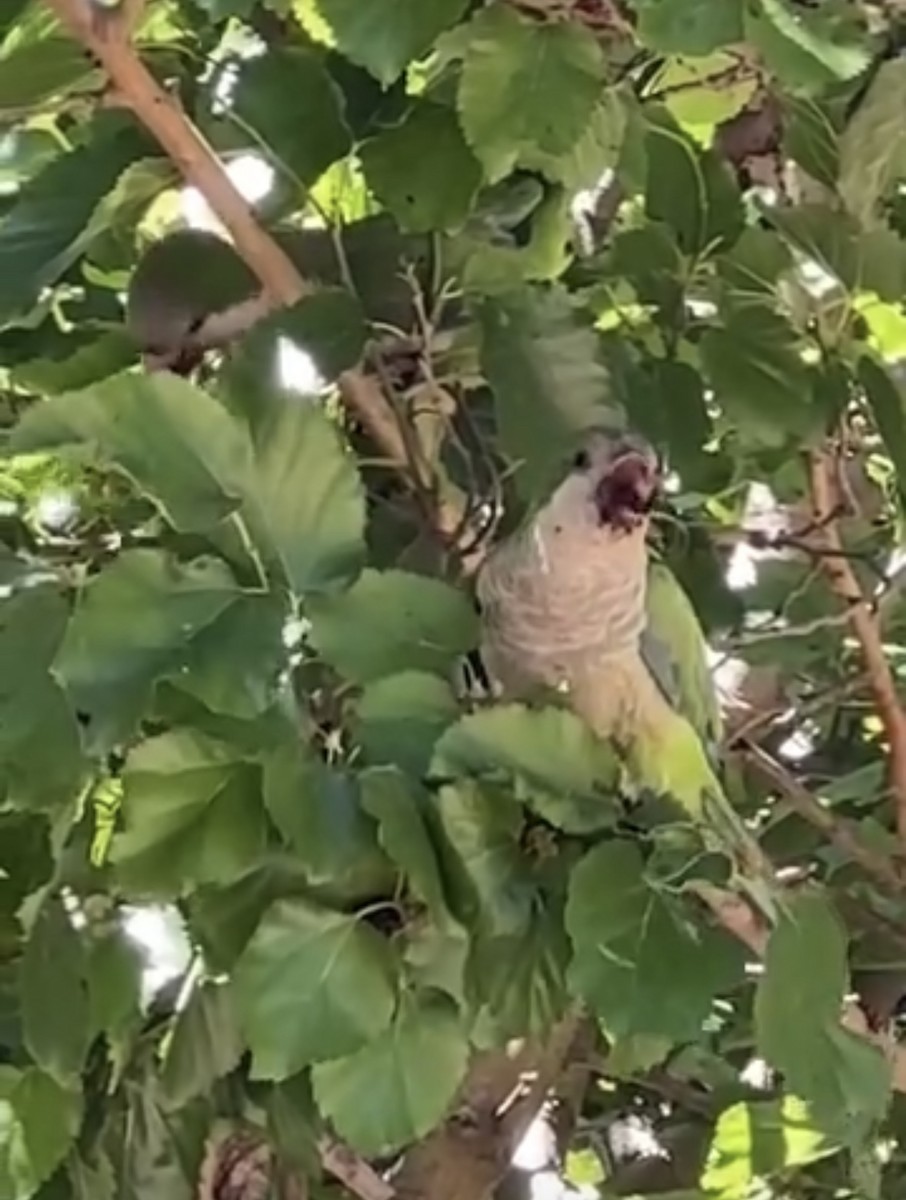 Monk Parakeet - ML641436337