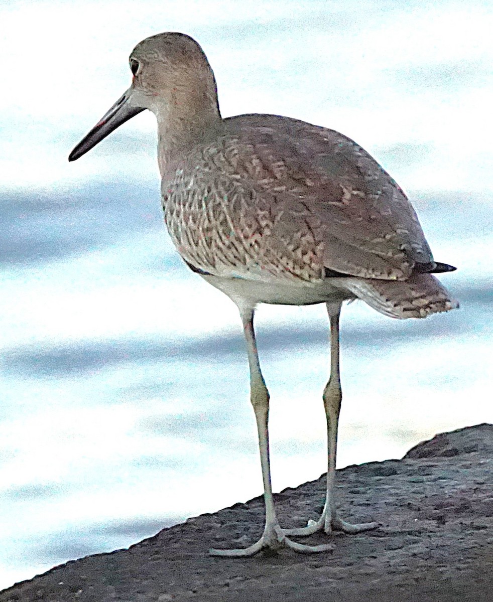 Willet - ML641436338