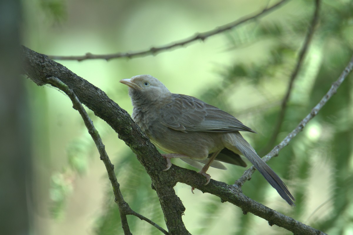 Yellow-billed Babbler - ML641436340