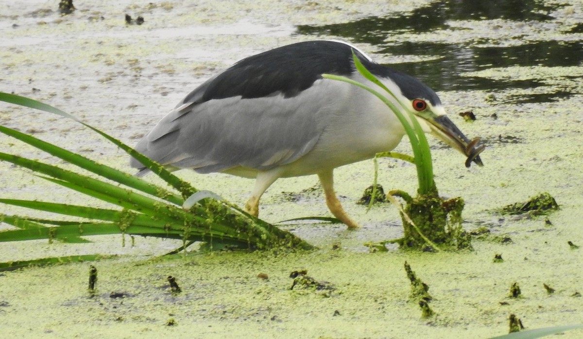 Black-crowned Night Heron - ML641436341