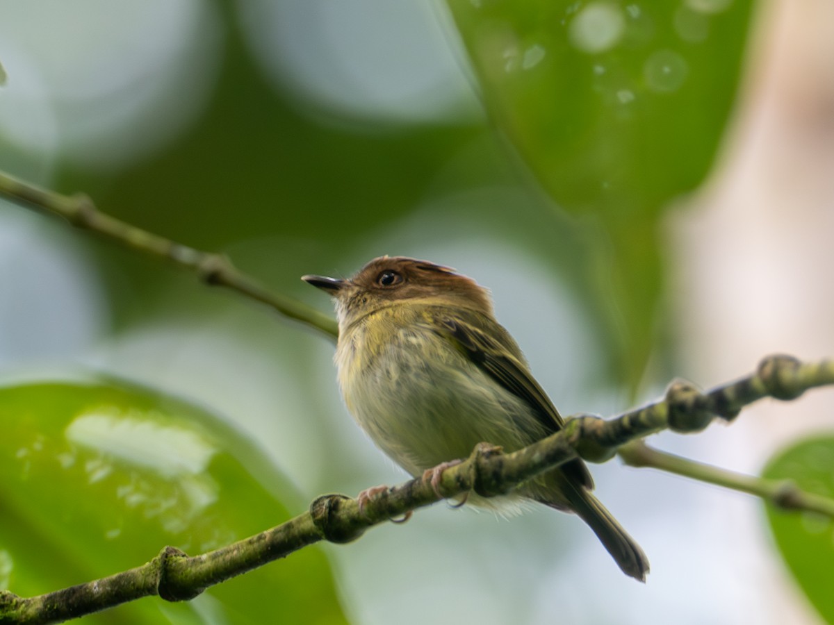 Scale-crested Pygmy-Tyrant - ML641436342