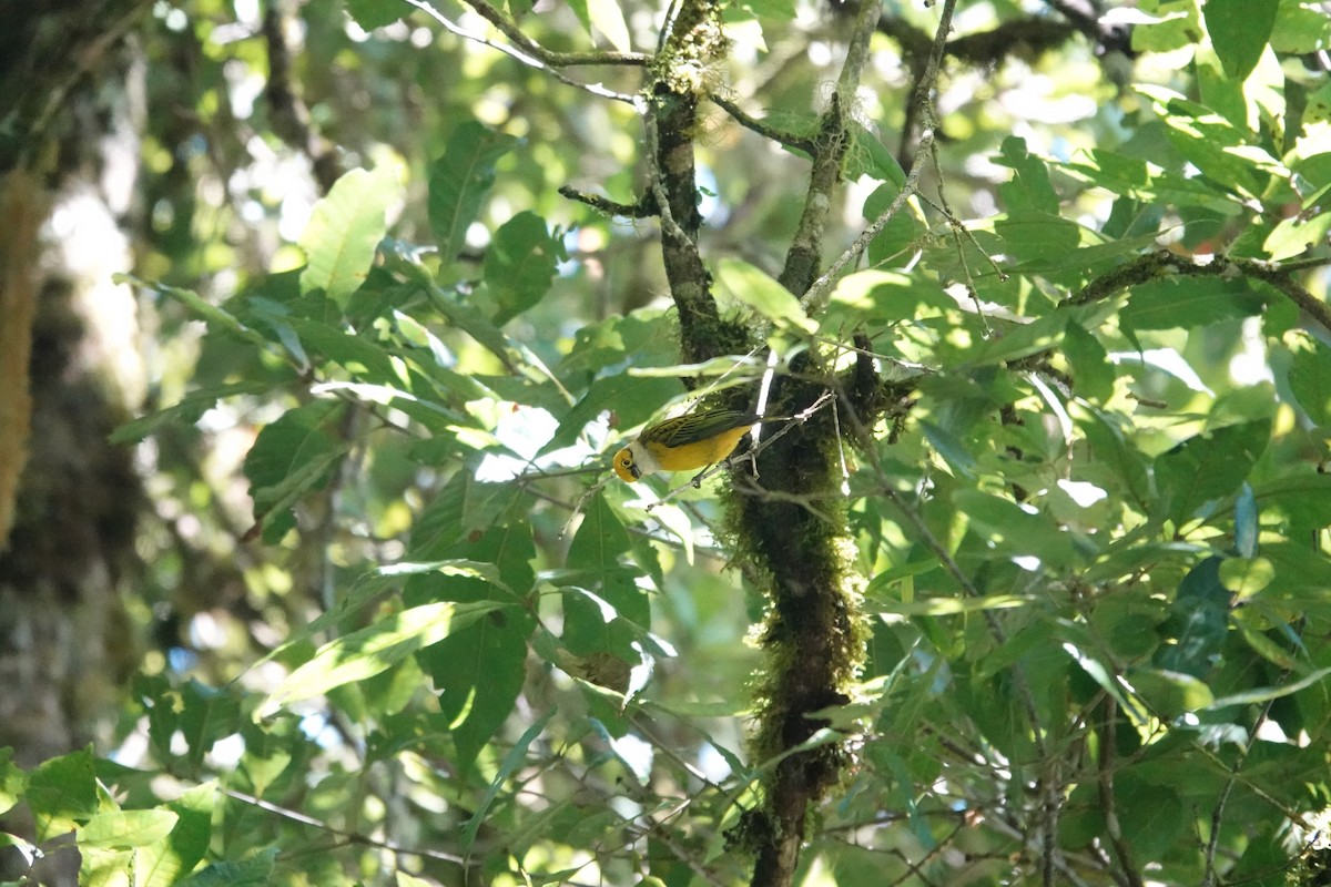 Silver-throated Tanager - ML641436343