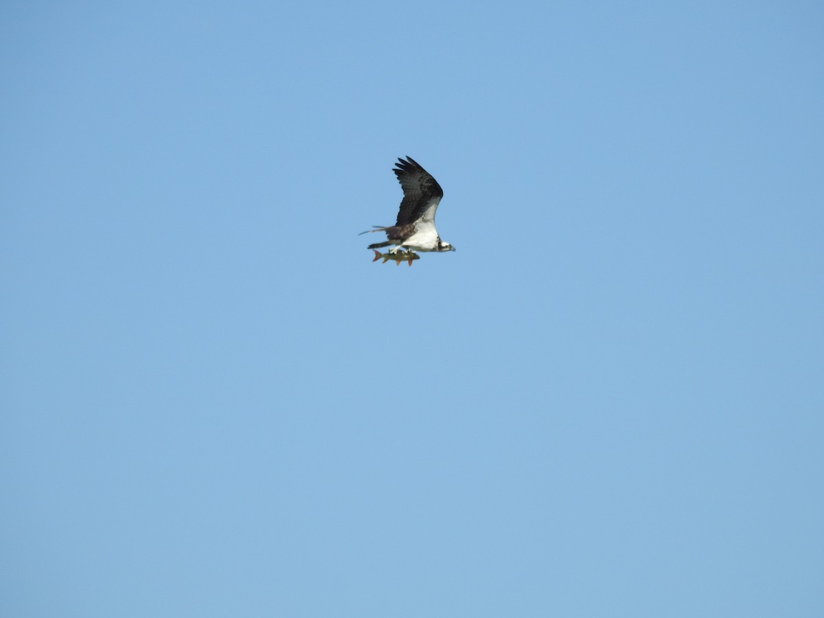 Osprey - ML641436344