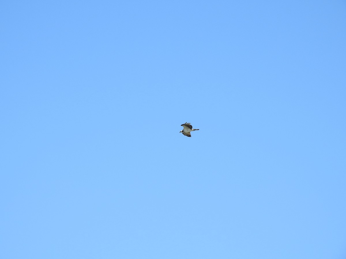 Osprey - ML641436345