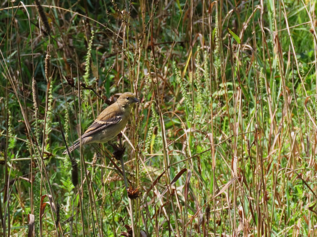 American Goldfinch - ML641436346