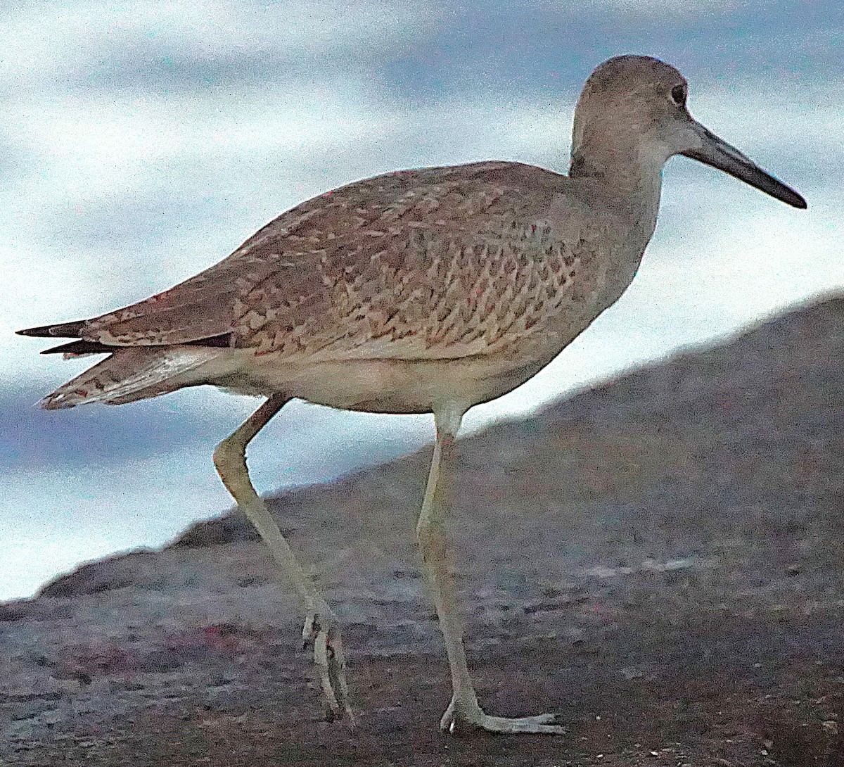 Willet - ML641436347