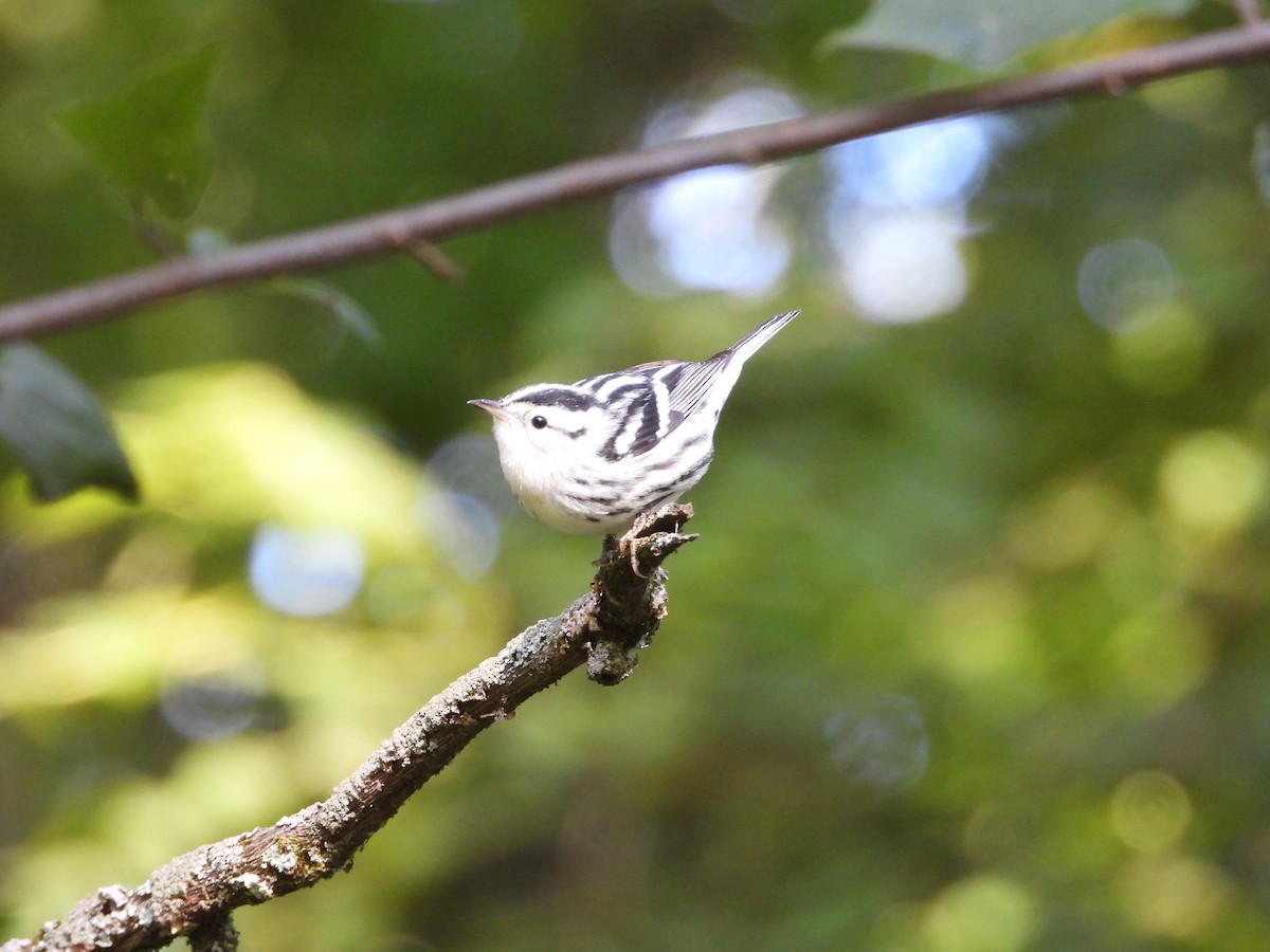 Black-and-white Warbler - ML641436348