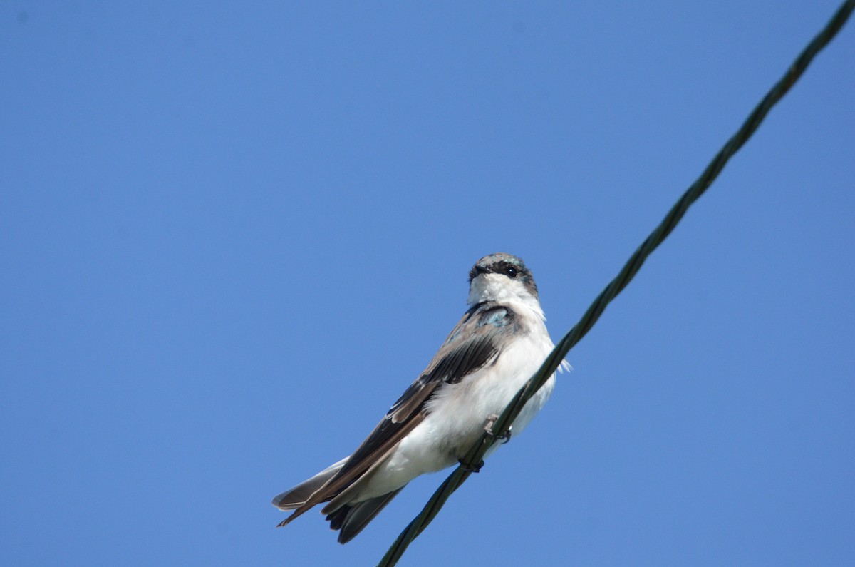 Tree Swallow - ML641436355