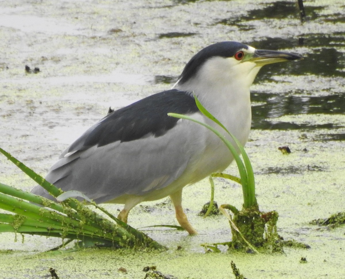 Black-crowned Night Heron - ML641436357