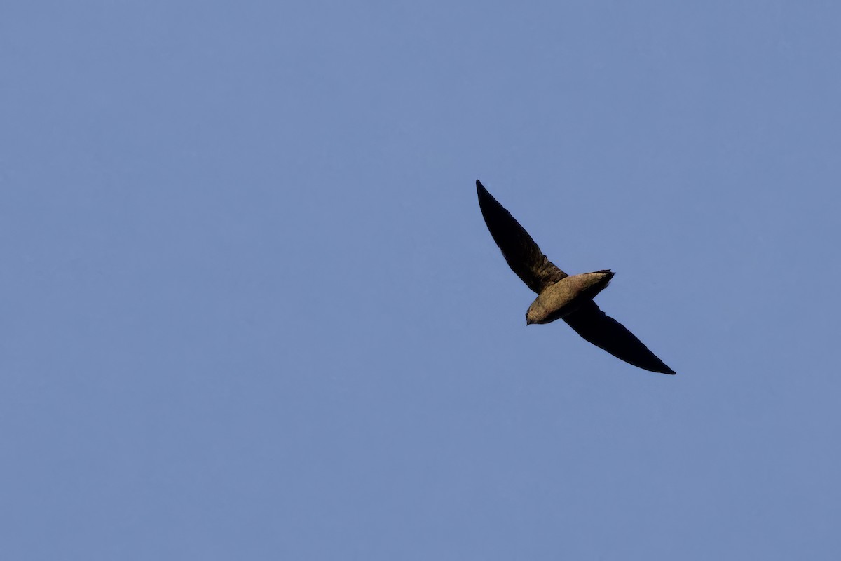 Chapman's Swift - ML641436358
