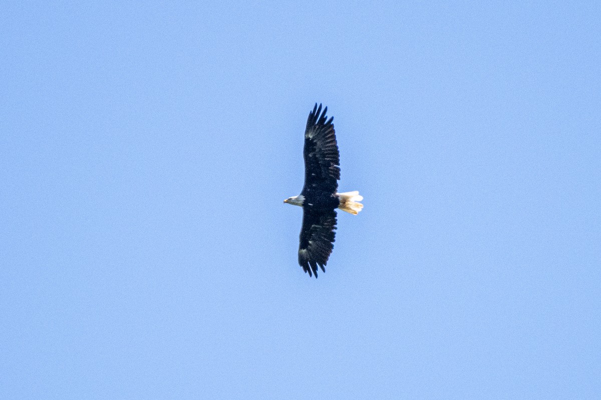 Bald Eagle - ML641436361