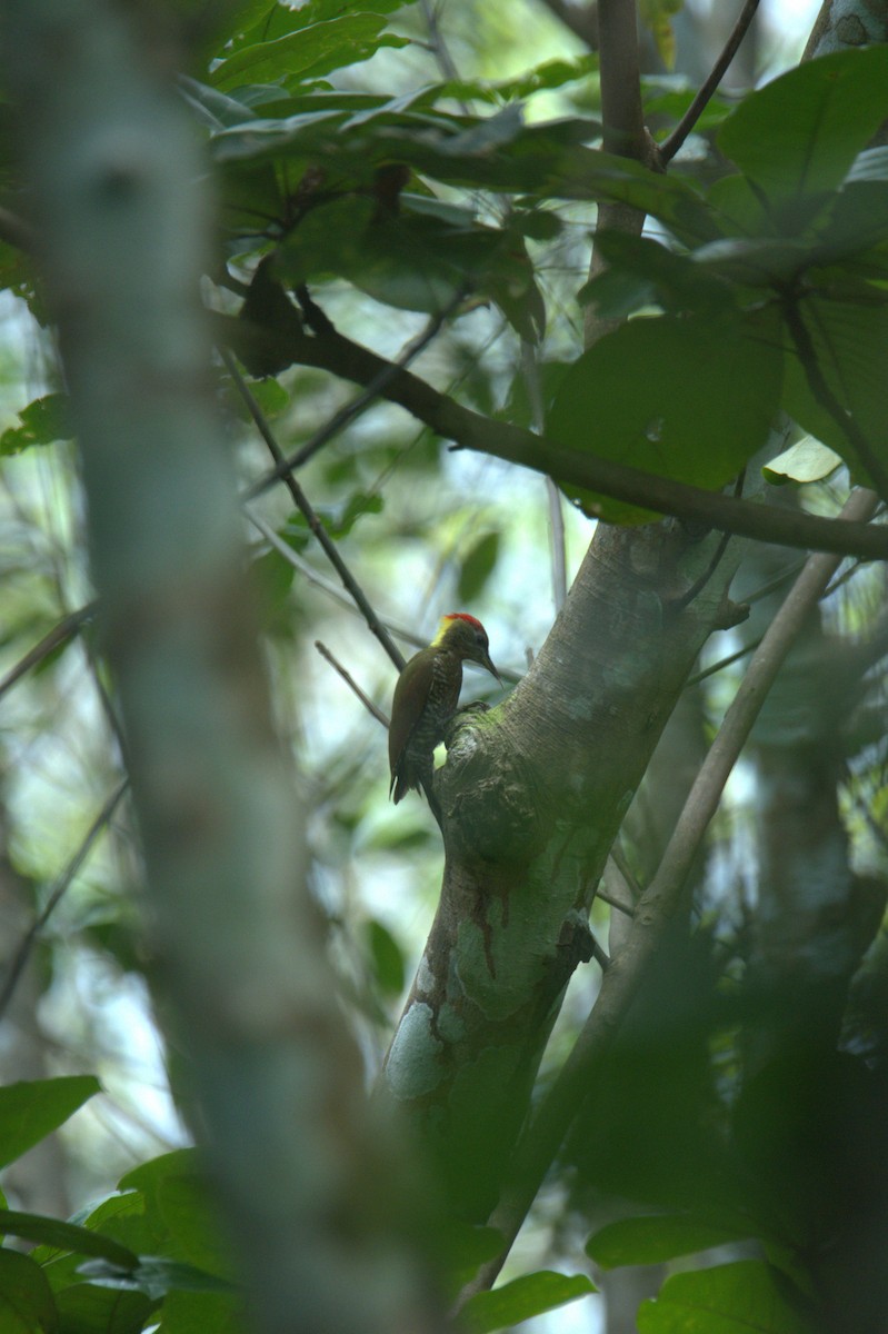 Lesser Yellownape - ML641436387
