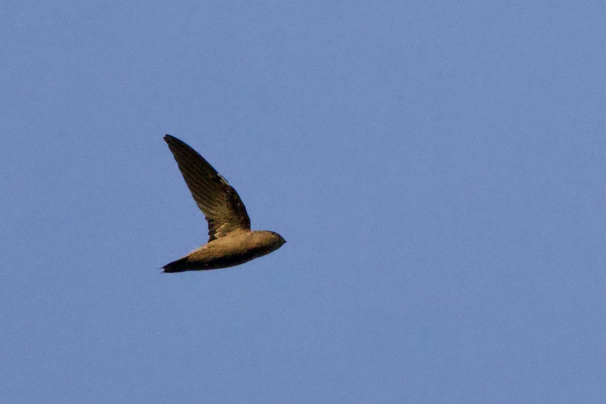 Chapman's Swift - ML641436395
