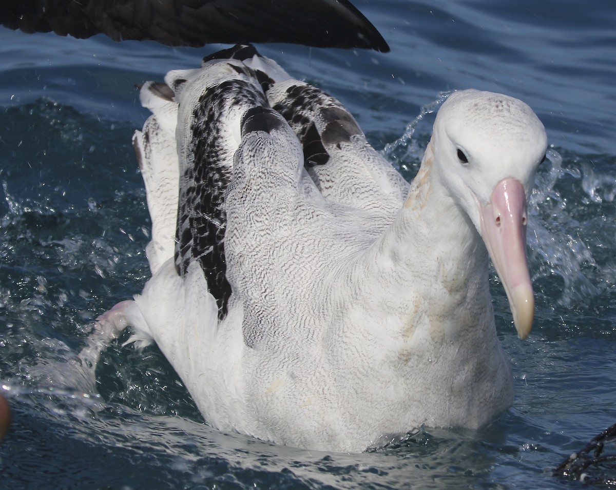 Antipodenalbatros - ML641436404