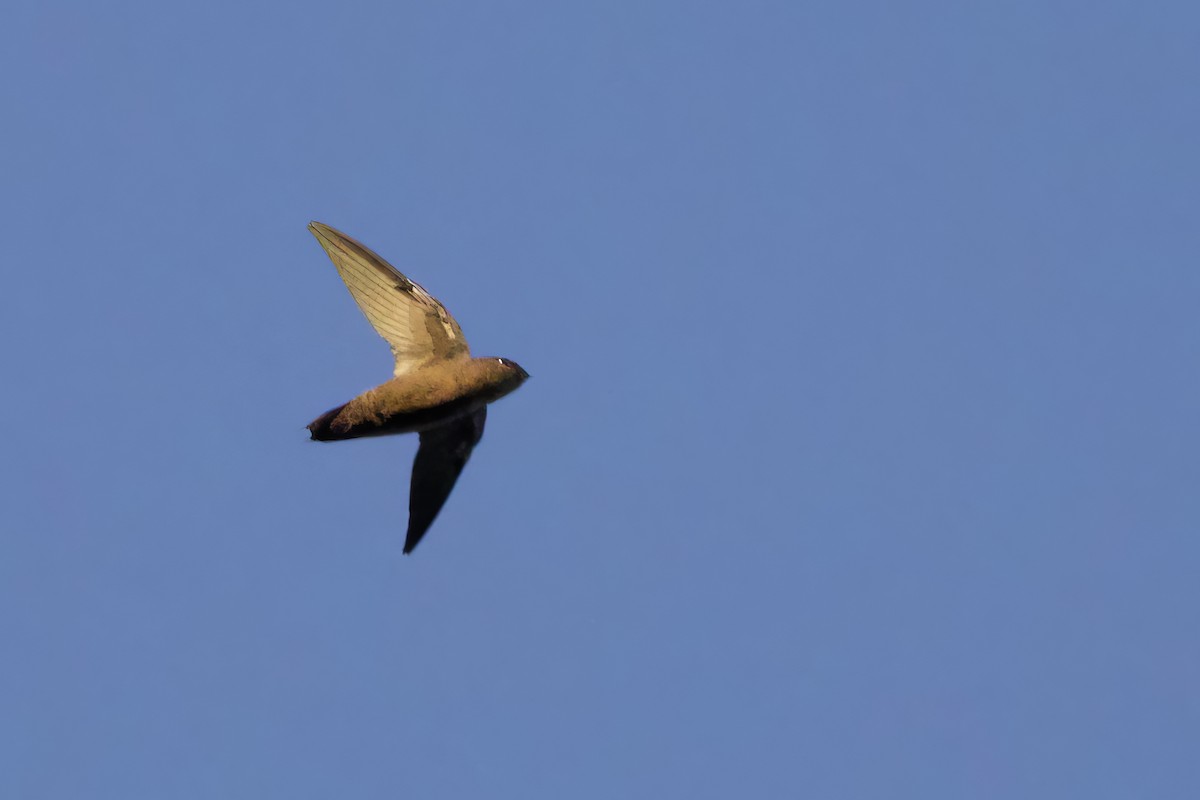Chapman's Swift - ML641436405