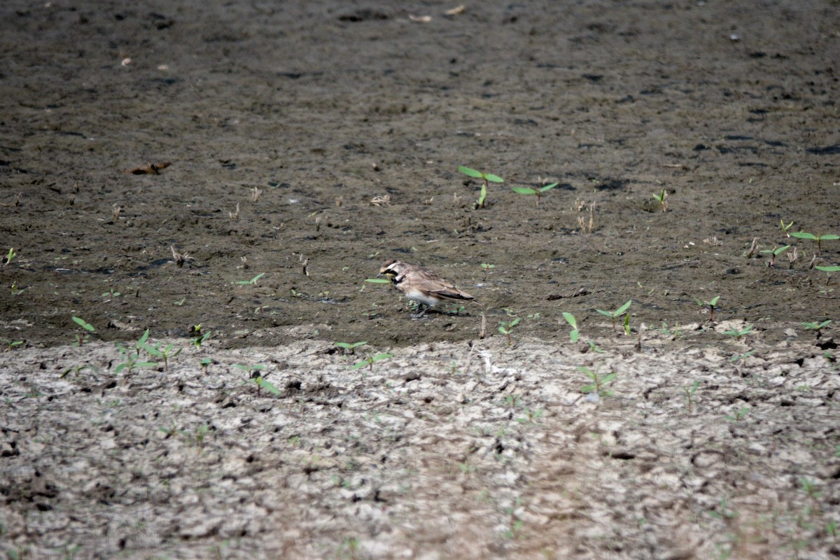 ハマヒバリ - ML641436434