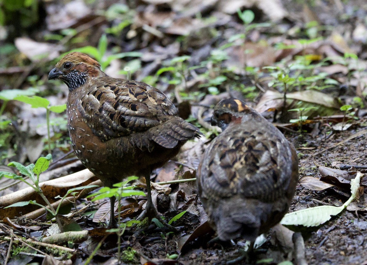 Spotted Wood-Quail - ML641436440
