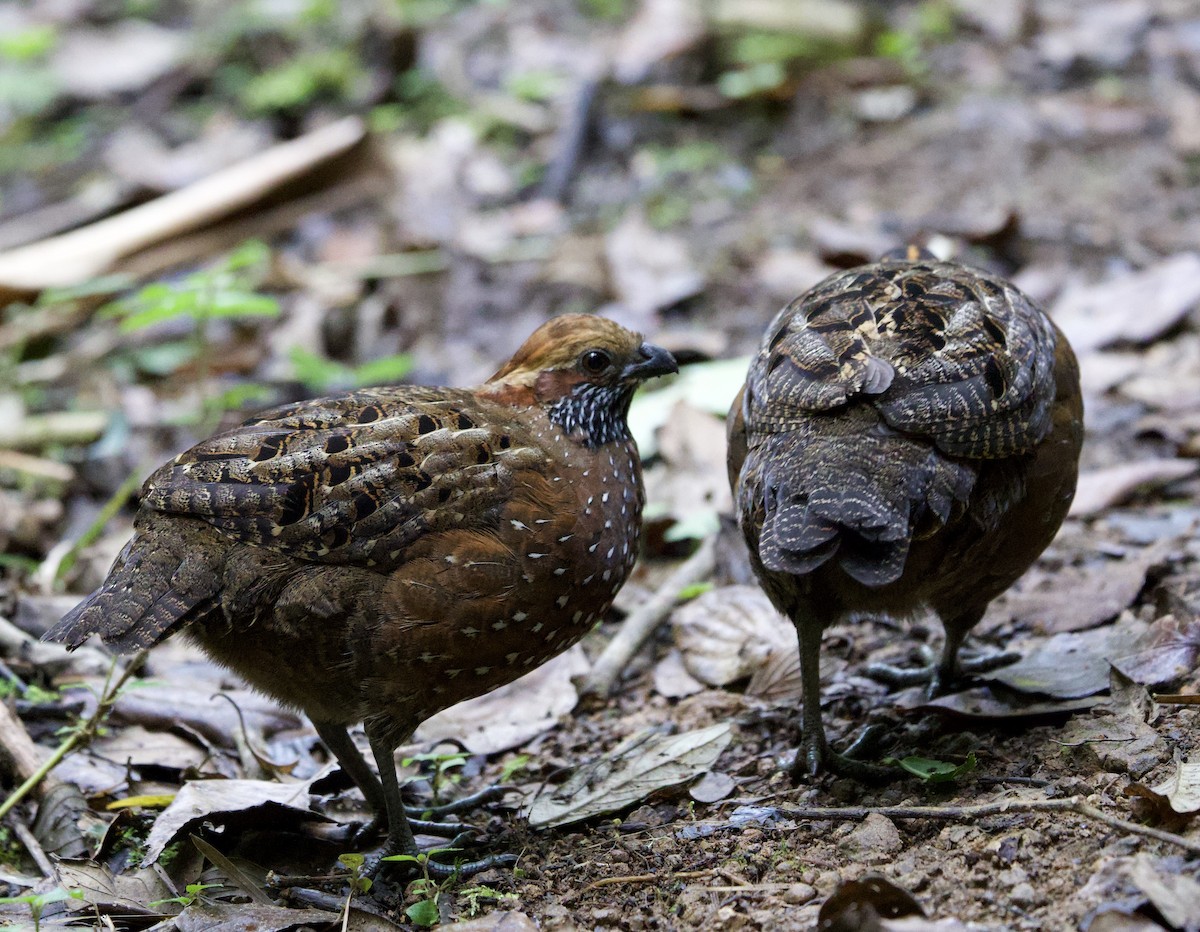 Spotted Wood-Quail - ML641436441