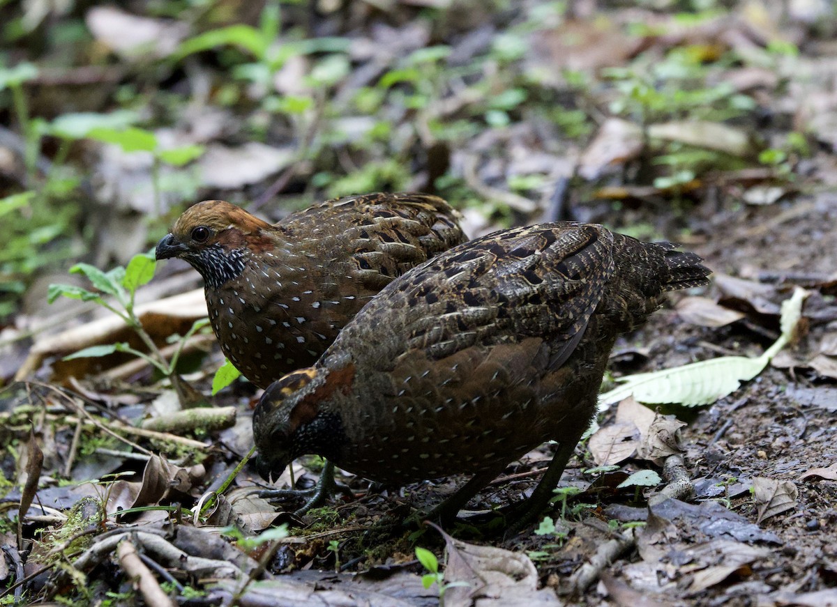 Spotted Wood-Quail - ML641436442