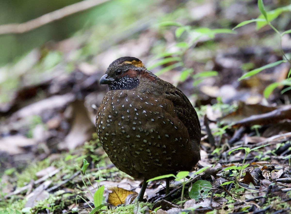 Spotted Wood-Quail - ML641436444