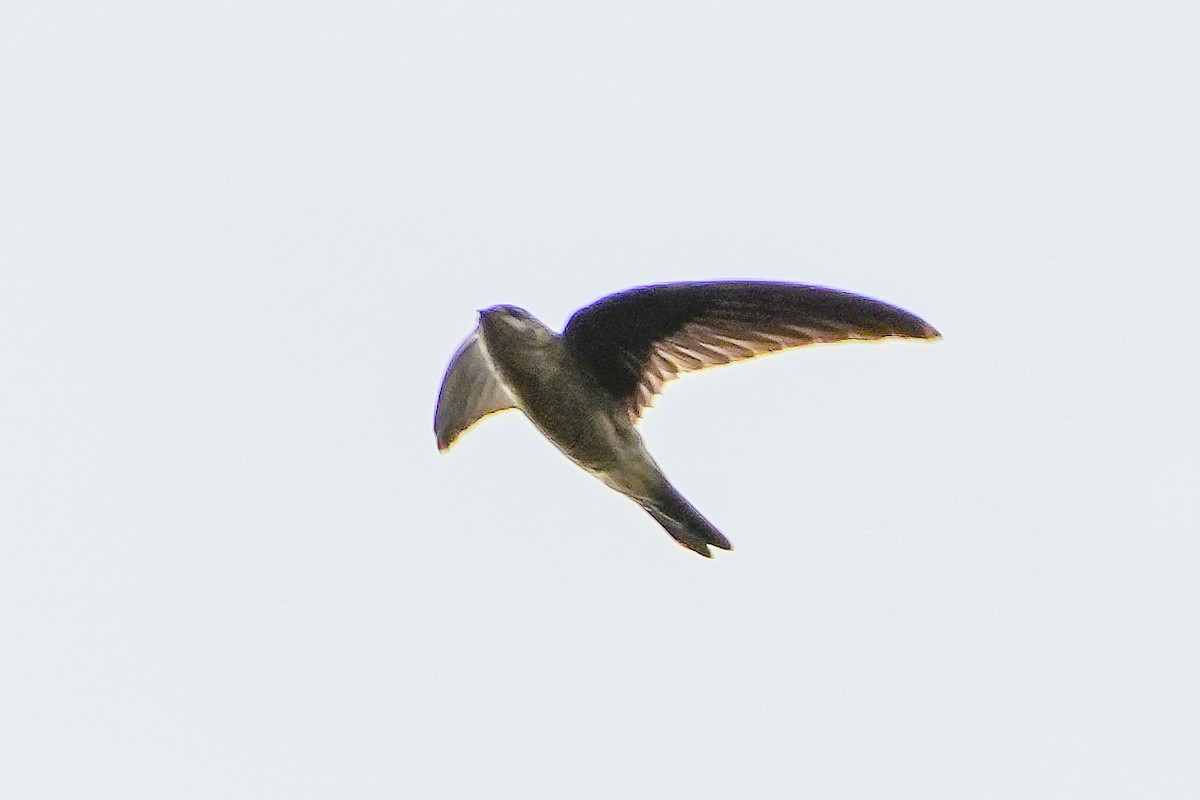 dark swiftlet sp. - ML641436457