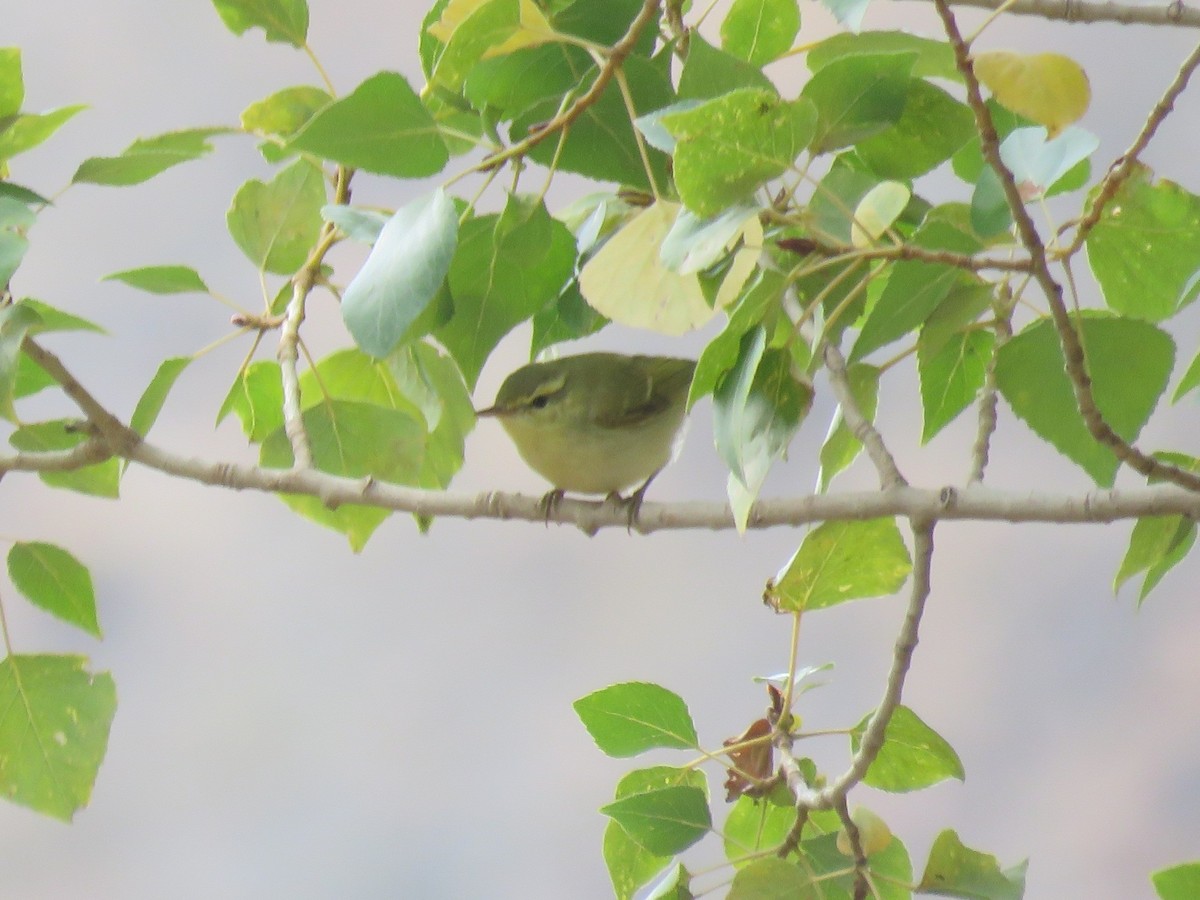 Green Warbler - ML641436458