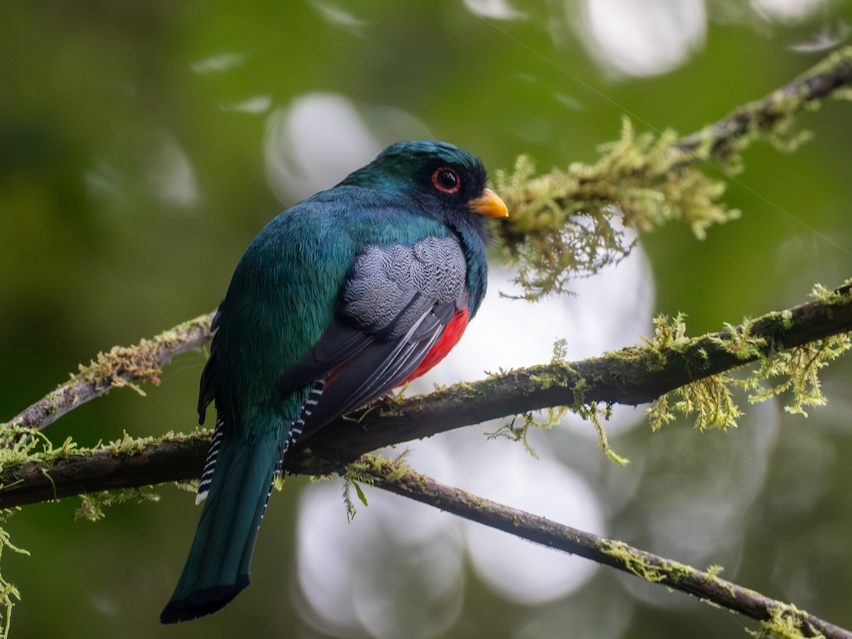 Trogon rosalba (groupe collaris) - ML641436503