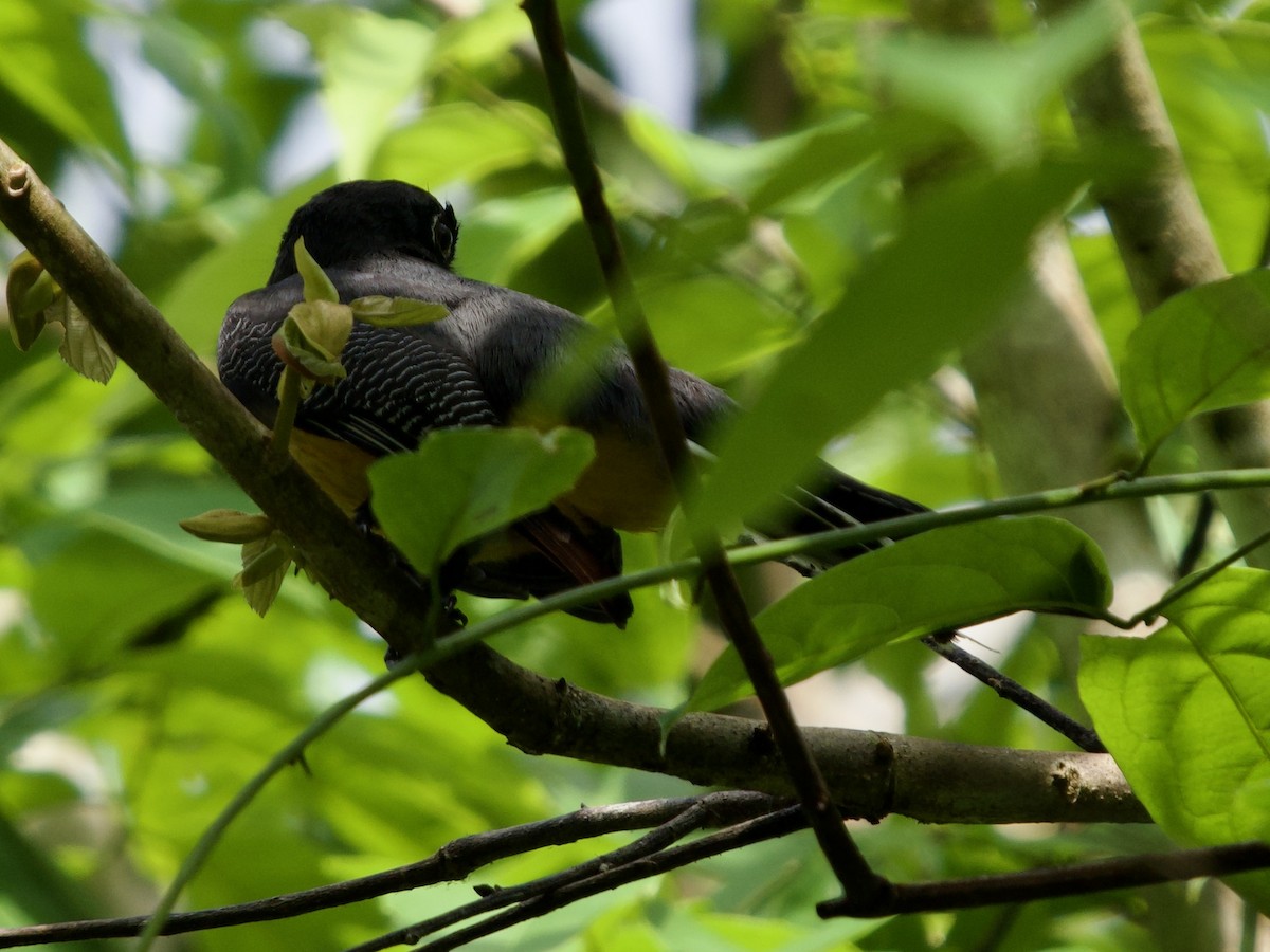 Gartered Trogon - ML641436508