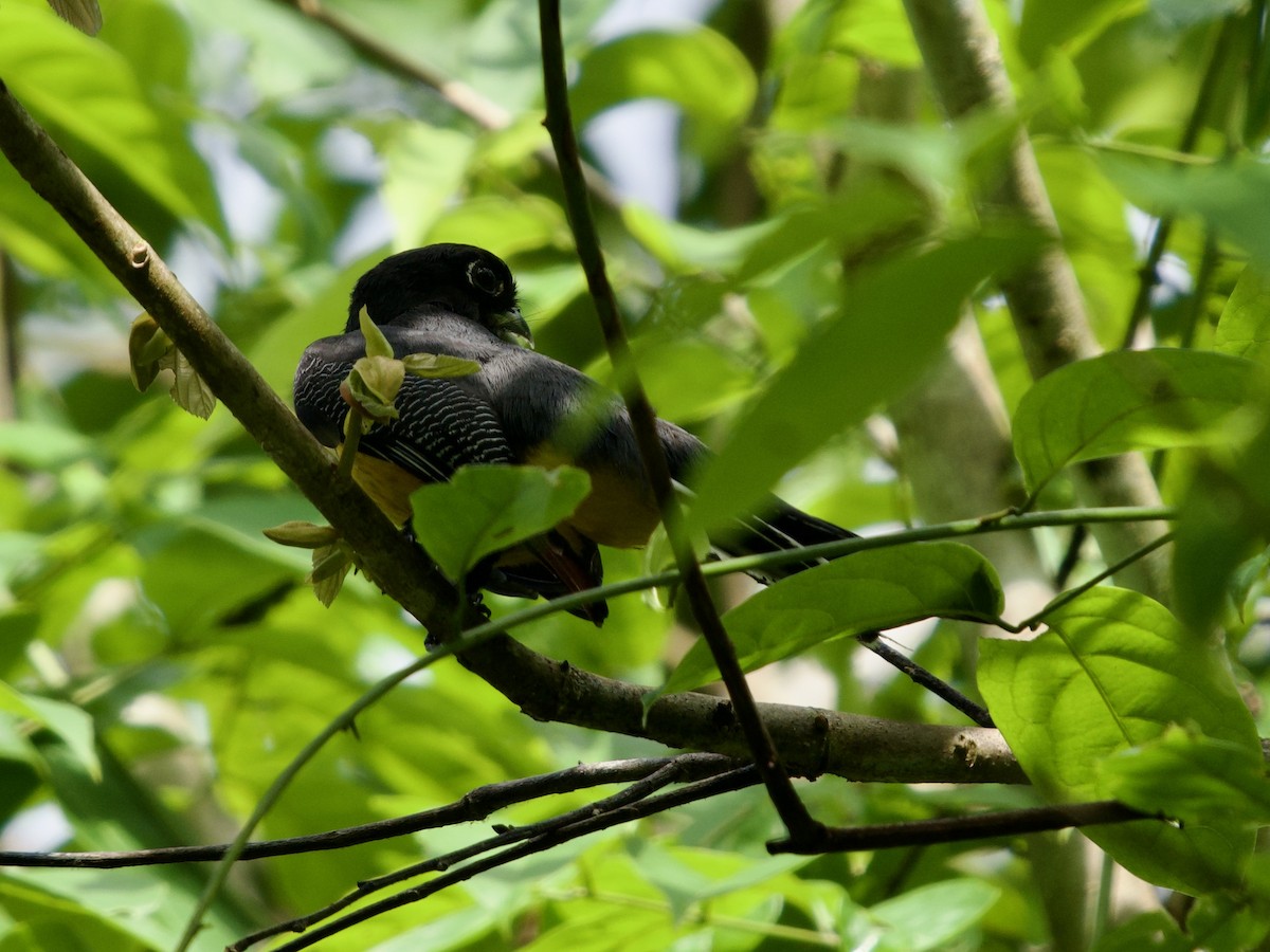 Gartered Trogon - ML641436509