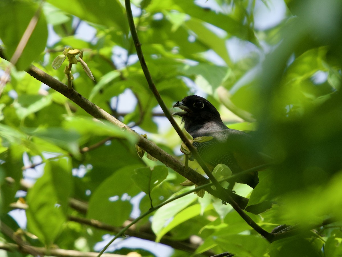 Gartered Trogon - ML641436510